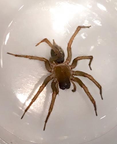 Lycosoides coarctata